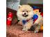 PoulaTo: άνδρες και γυναίκες Pomeranian